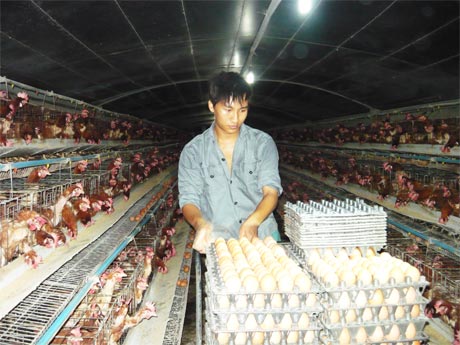 Thu gom trứng tại trại gà của cơ sở Minh Đạt.