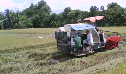 CCB Nguyễn Minh Hai ( áo trắng) trên chiếc máy gặt đập liên hợp gặt lúa thuê.jpg