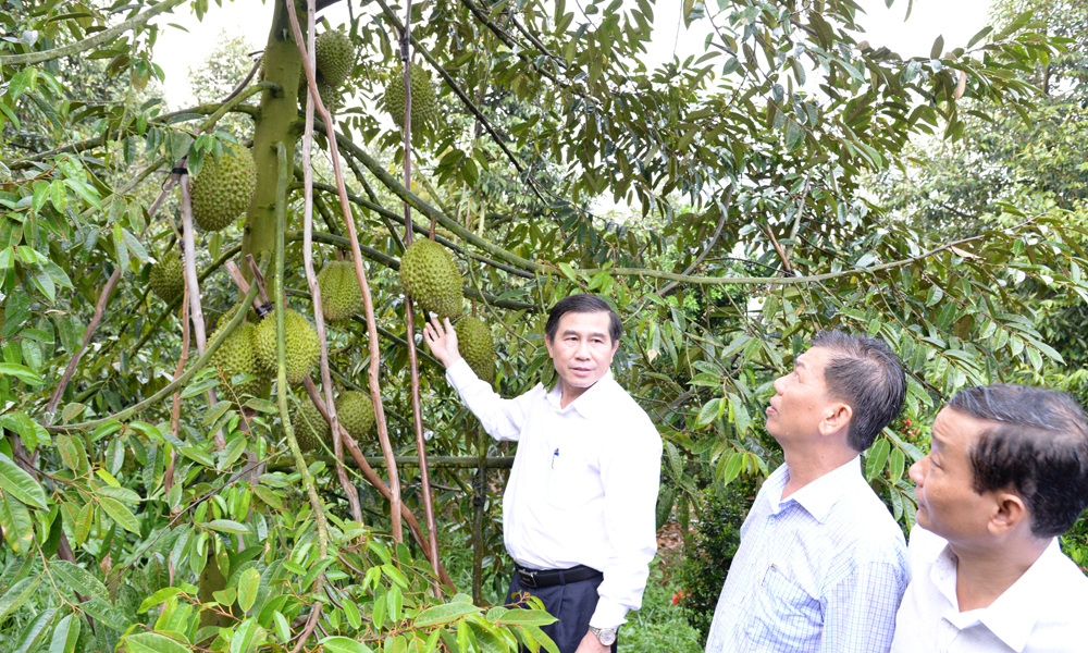 Đồng chí Lê Văn Hưởng cùng ngành Nông nghiệp đến thăm vườn sầu riêng đang say trái của gia đình ông Ngô Văn Tam.