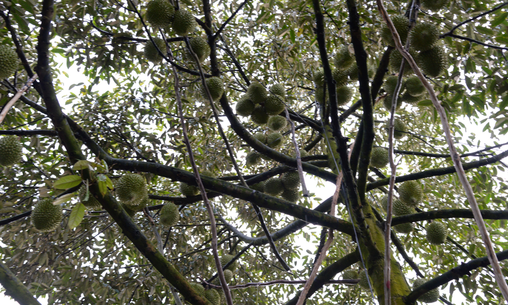 Một trong những cây sầu riêng của vườn ông Tam.