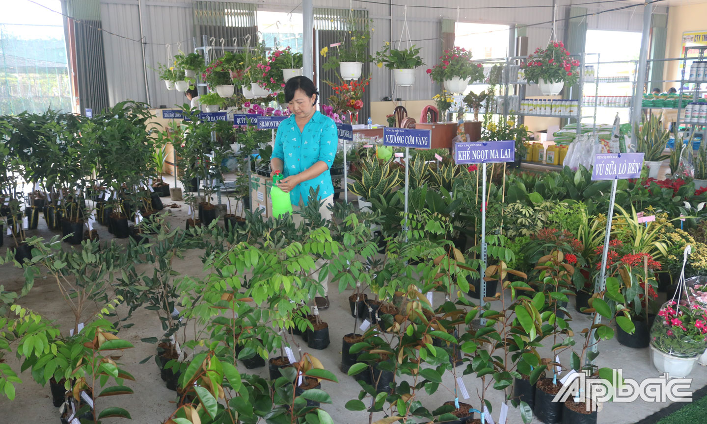 Trung tâm cung ứng nhiều giống cây ăn trái, hoa.