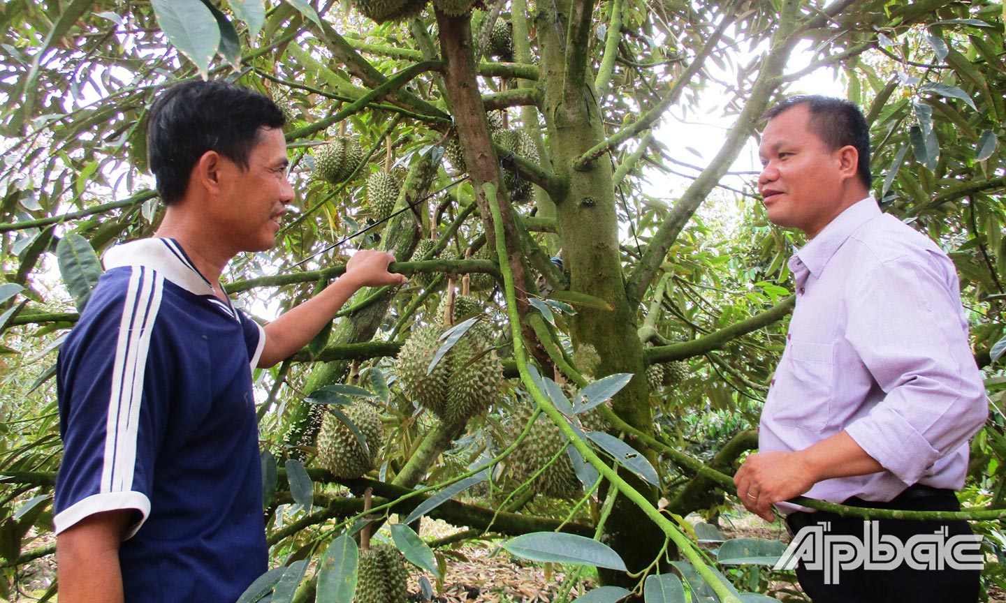 5 năm qua, huyện Cai Lậy phát triển diện tích vườn chuyên canh cây ăn trái ở các xã phía Nam Quốc lộ 1 theo quy hoạch; trong đó có trên 9.000 ha trồng cây sầu riêng trong tổng số 15.000 ha vườn cây ăn trái. 