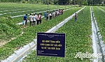 Kết quả hoạt động của Dự án Chuyển đổi nông nghiệp bền vững tại Việt Nam trên địa bàn tỉnh Tiền Giang