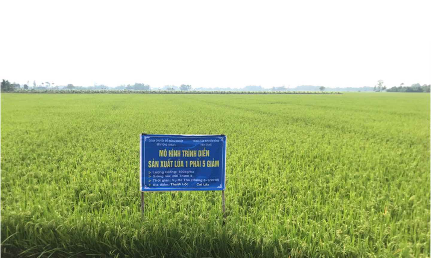 Mô hình trình diễn sản xuất lúa “1P5G” thuộc Dự án VnSAT tại Tiền Giang. 