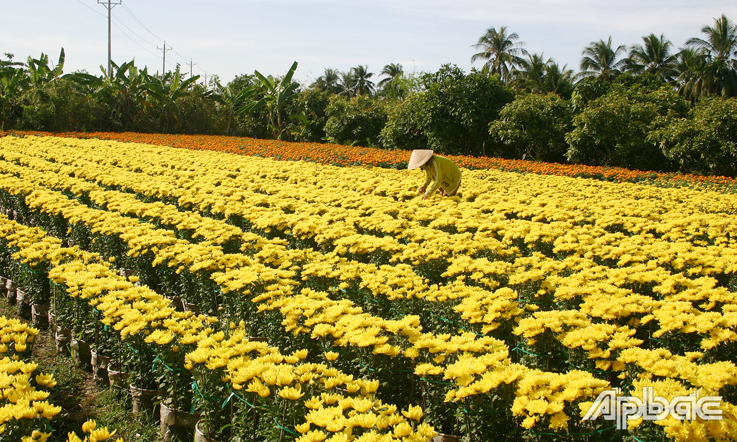làng hoa Mỹ Phong trong mùa vụ hoa phục vụ Tết Nguyên đán.