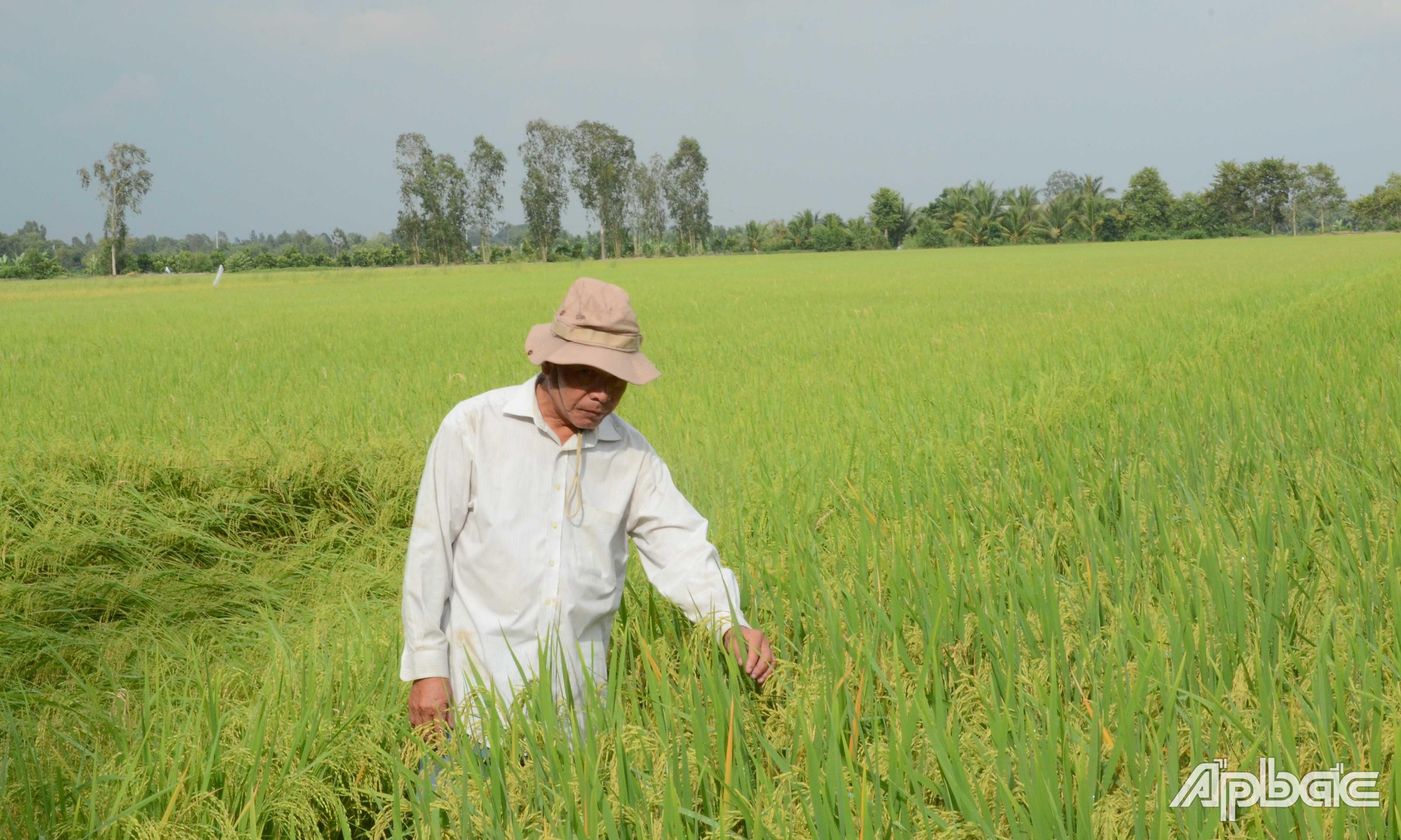 Thành viên HTX Dịch vụ nông nghiệp Mỹ Quới được hưởng lợi từ Dự án VnSAT, góp phần tăng thu nhập trong canh tác lúa.