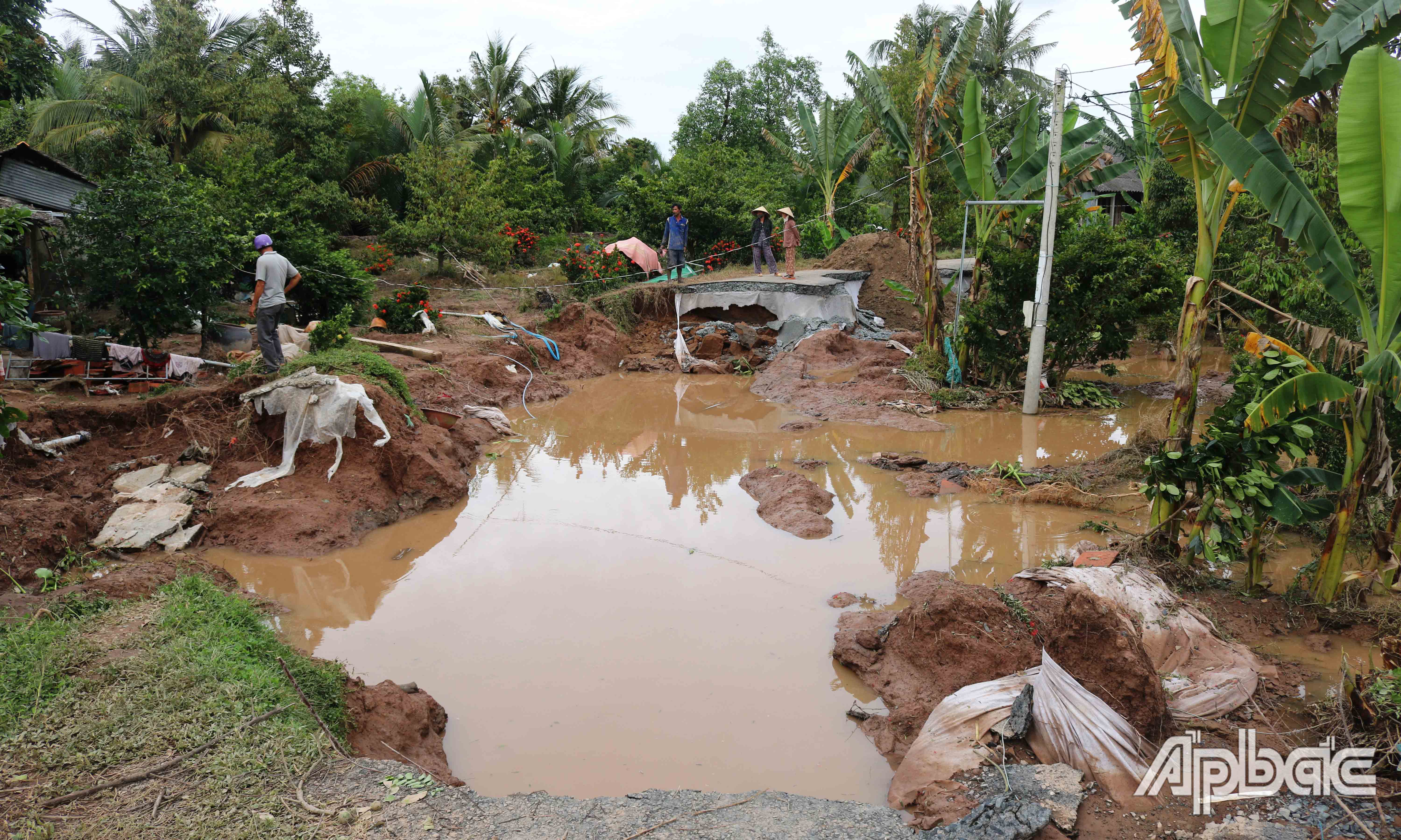 Sạt lở huyện lộ 70 (xã Ngũ Hiệp, huyện Cai Lậy) dẫn đến triều cường tràn vào gây ngập vườn cây ăn trái.