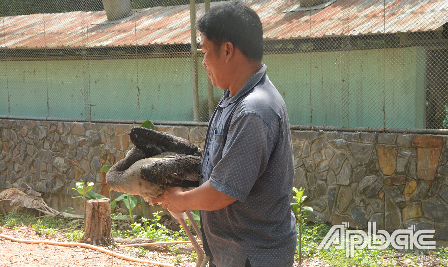 Loài chim Giang sen được kỹ sư Trần Văn Bạc nghiên cứu  nhân giống thành công trong điều kiện nuôi bán hoang dã.