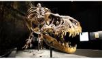 Phát hiện nhiều hóa thạch khủng long quý hiếm ở Trung Quốc