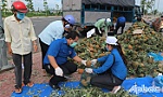 Thanh niên Tiền Giang hỗ trợ tiêu thụ nông sản