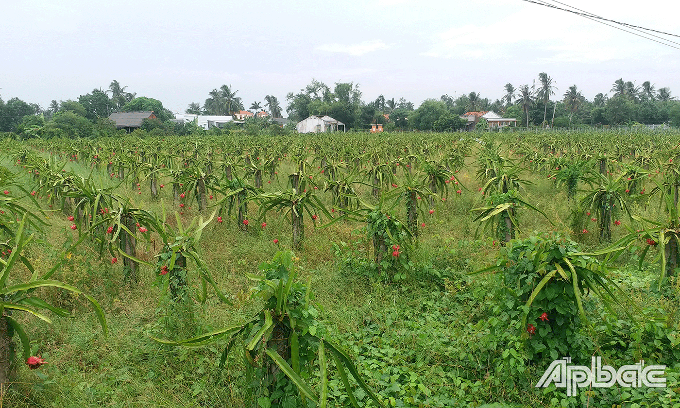 Vườn thanh long của anh Nguyễn Thế Phong (ấp Đăng Nẵm, xã Đăng Hưng Phước) bỏ không thu hoạch.