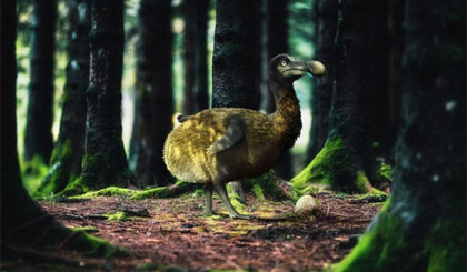 Kế hoạch hồi sinh loài chim dodo tuyệt chủng hơn 500 năm