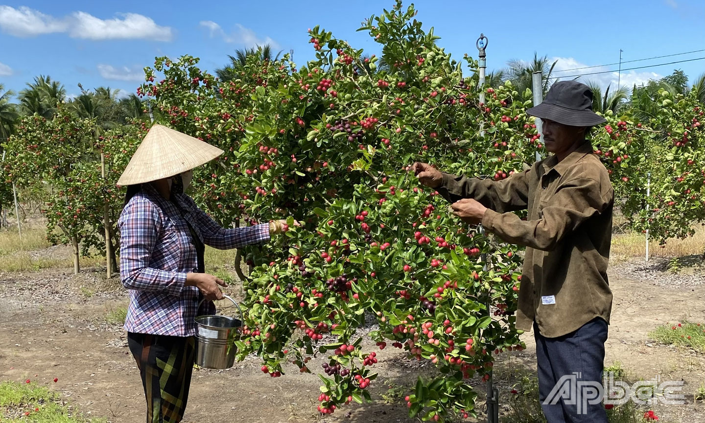  Gia đình anh Nguyễn Văn Thông đang chăm sóc vườn cây sirô.