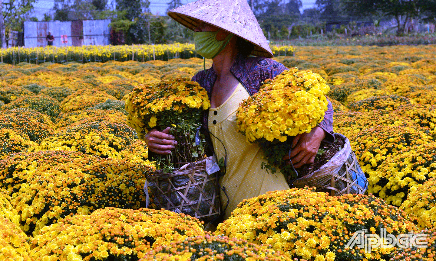  Trồng hoa phục vụ Tết Nguyên đán là một trong những nghề mang lại thu nhập cho nhiều hộ dân phường 9, TP. Mỹ Tho.