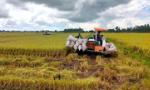 Thủ tướng chỉ thị nghiên cứu thúc đẩy sàn giao dịch lúa gạo
