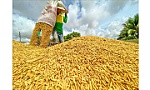 Thị trường nông sản: Tín hiệu vui khi giá lúa đã tăng trở lại