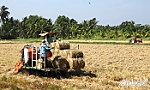 Huyện Gò Công Tây: Tăng thu nhập từ tận dụng rơm rạ sau thu hoạch