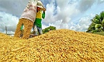 Giá lúa gạo ngày 19-3: Duy trì ổn định trên cả nước