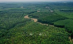 Công bố hiện trạng rừng toàn quốc