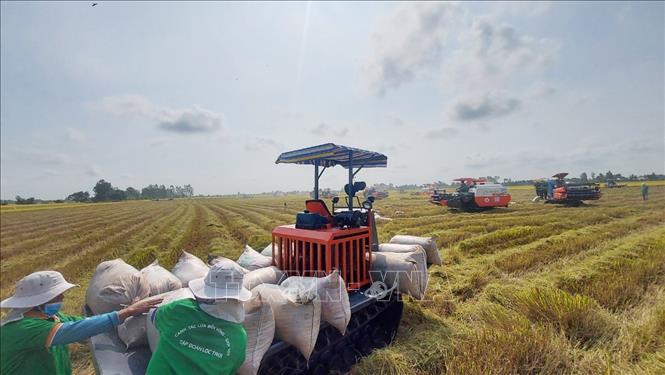 Thị trường nông sản lúa và gạo đều tăng giá