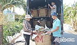 Tiền Giang: Thanh long tăng giá, nhà vườn phấn khởi