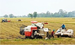 Giá gạo xuất khẩu của các nước duy trì ở mức ổn định