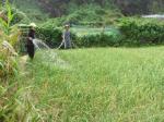 Câu chuyện mùa tỏi ở Lý Sơn