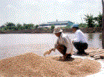 Nhiều doanh nghiệp đầu tư nuôi cá tra