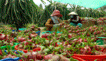 Cơ hội mới cho trồng và xuất khẩu thanh long