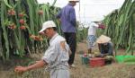 “Sốt” giá thanh long vụ nghịch