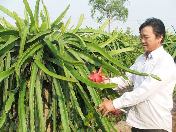 Tiêu thụ thanh long sẽ đầy hứa hẹn trong thời gian tới. Tiêu thụ thanh long sẽ đầy hứa hẹn trong thời gian tới.
