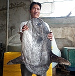 Bắt được cá Mặt trăng nặng 15kg