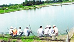 Đào ao nuôi cá trên đất lúa - đừng vì lợi ích nhất thời...