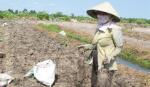 Tân Hòa Đông, 37 năm sau…