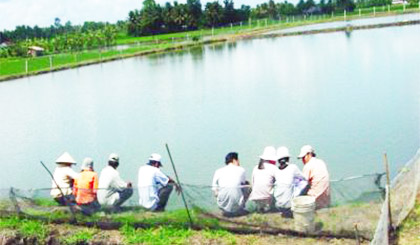 Ao ương cá giống. Ành: nongnghieptiengiang.gov.vn