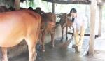 Hội là chỗ dựa giúp chị em thoát nghèo bền vững