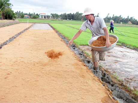 Anh Nguyễn Văn Bình phủ mụn dừa sau khi gieo giống (gieo phương pháp mạ sân).