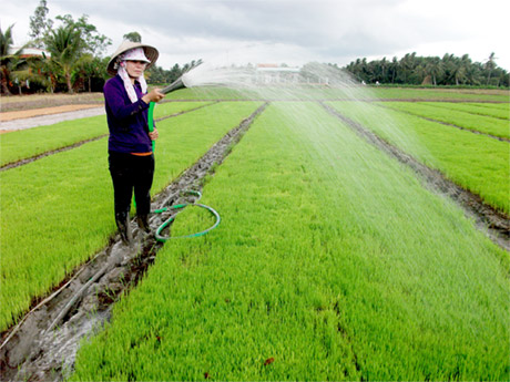 Chị Ngô Thị Hạnh (Tổ hợp tác Tân Thới, xã Tân Hội Đông, huyện Châu Thành) đang chăm sóc  mạ sân vụ hè thu 2012. 		                                                                                                              Ảnh: N.VĂN