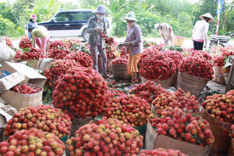 Chôm chôm Tân Phong được chứng nhận VietGAP, mở ra triển vọng xuất khẩu. Ảnh:  SĨ NGUYÊN