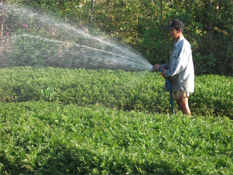 Rau màu là một trong những thế mạnh của xã Long Hưng.