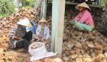 Bán 1 chục dừa không mua được 1 kg gạo!