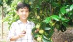 Giải pháp kỹ thuật & thị trường cho trái măng cụt