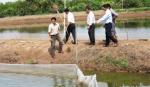 Tập trung dập dịch bệnh trên tôm