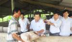 Chỉ có tiêm phòng mới bảo vệ tốt đàn heo
