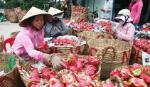 Đầu mối mua thanh long xuất khẩu sang Trung Quốc quỵt tiền tỷ