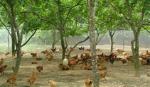 Gà nuôi thả vườn không có người mua