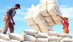 Xuất khẩu gạo thơm sẽ đạt 600.000 tấn trong năm 2012