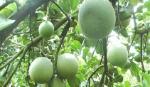 Bưởi da xanh hút hàng, giá cao