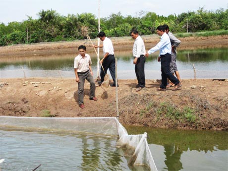 Cán bộ khuyến ngư kiểm tra dịch bệnh tại đầm tôm.