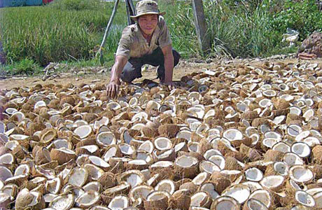 Nếu có thêm nhiều thị trường xuất khẩu các sản phẩm từ dừa, sẽ giúp giá dừa trái ổn định. 